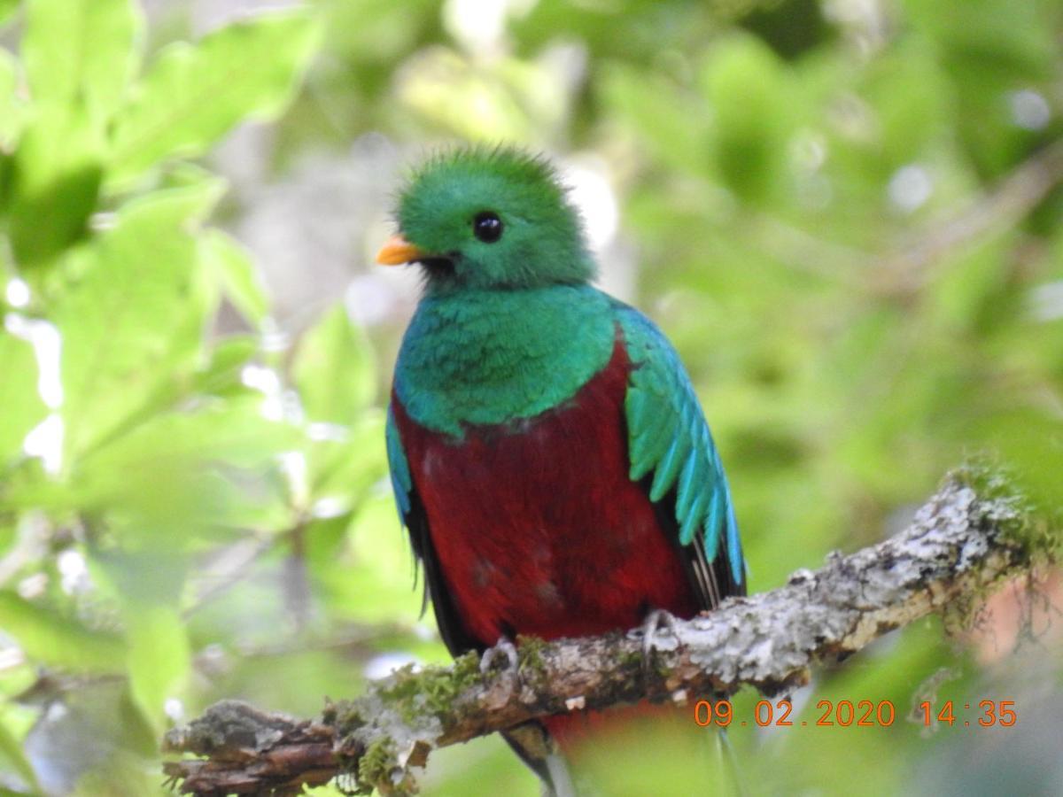 Miriam'S Quetzals Lodge San Gerardo de Dota Dış mekan fotoğraf