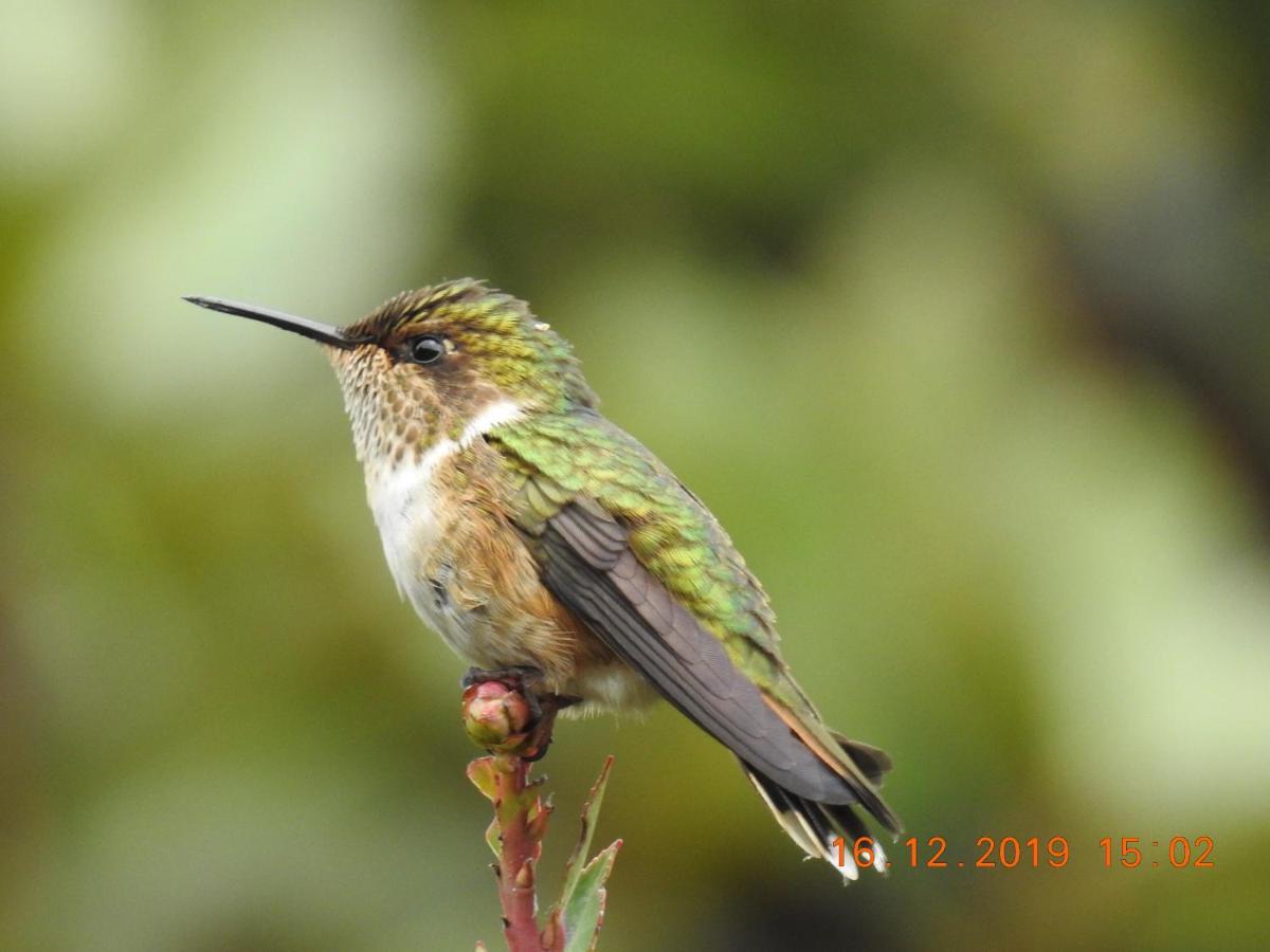 Miriam'S Quetzals Lodge San Gerardo de Dota Dış mekan fotoğraf