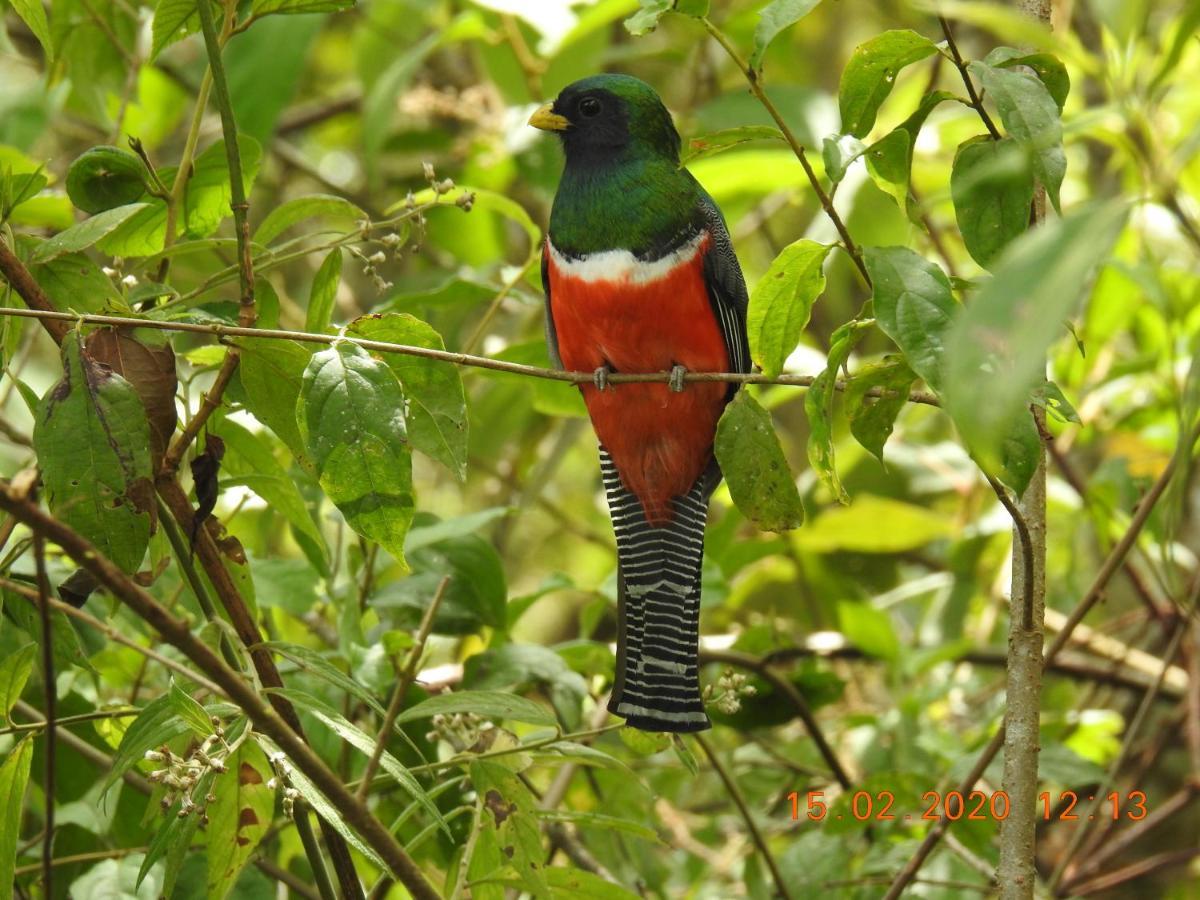 Miriam'S Quetzals Lodge San Gerardo de Dota Dış mekan fotoğraf