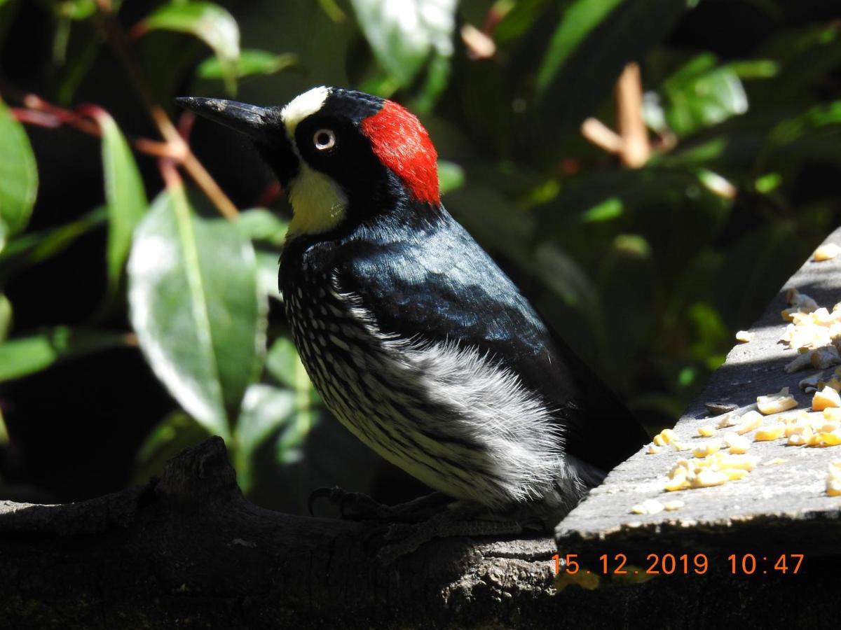 Miriam'S Quetzals Lodge San Gerardo de Dota Dış mekan fotoğraf