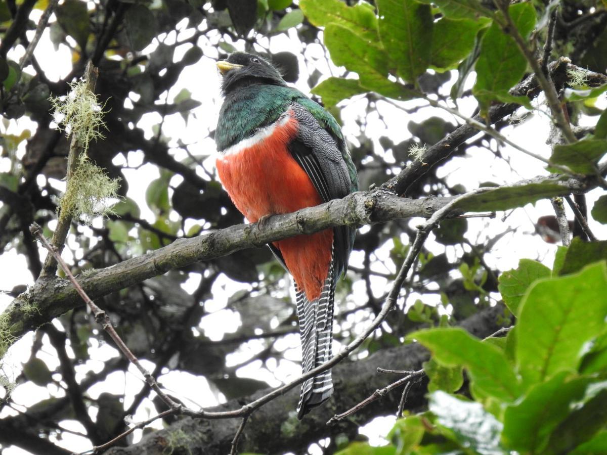 Miriam'S Quetzals Lodge San Gerardo de Dota Dış mekan fotoğraf