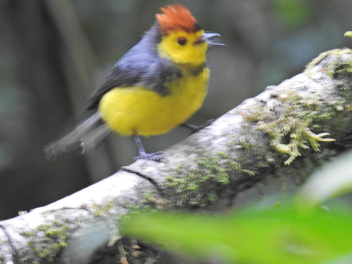 Miriam'S Quetzals Lodge San Gerardo de Dota Dış mekan fotoğraf