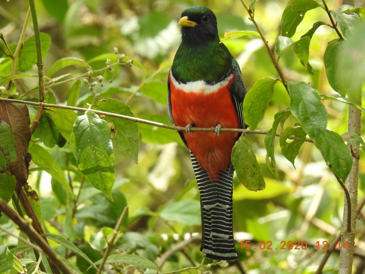 Miriam'S Quetzals Lodge San Gerardo de Dota Dış mekan fotoğraf