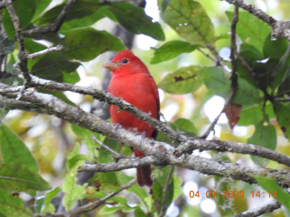 Miriam'S Quetzals Lodge San Gerardo de Dota Dış mekan fotoğraf