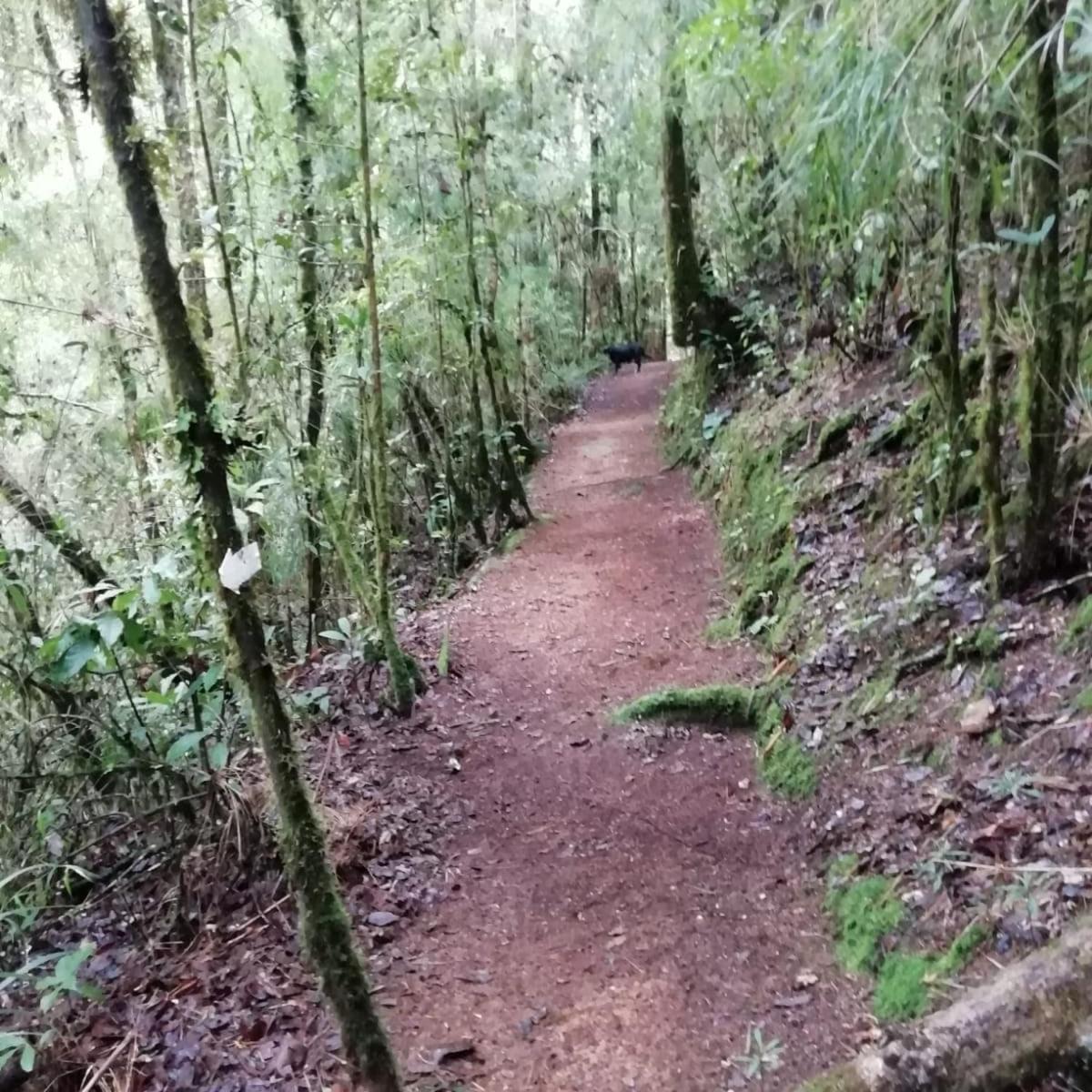 Miriam'S Quetzals Lodge San Gerardo de Dota Dış mekan fotoğraf