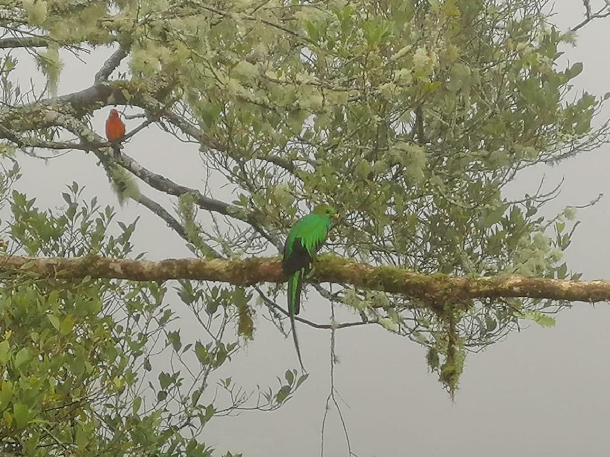 Miriam'S Quetzals Lodge San Gerardo de Dota Dış mekan fotoğraf